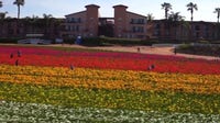 Spring blooms early at Carlsbad Flower Fields for 2026 season