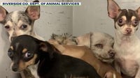 Over 60 dogs rescued from Riverside County house fire up for adoption