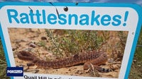 Rattlesnake encounters increase as warmer weather brings more snakes to surface