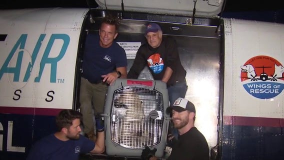 Over 100 LA shelter dogs flown to Chicago for adoption to escape euthanasia