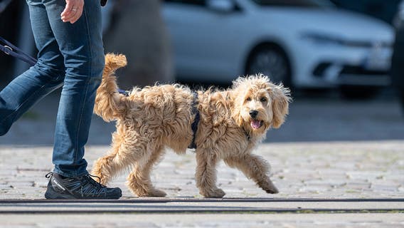 Dangerous heat: Simple ways to keep your dog safe