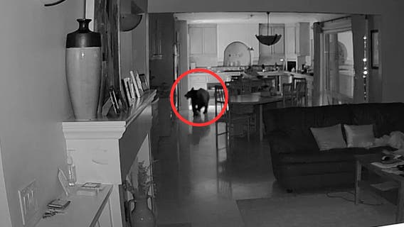 'Surreal' security footage captures young bear rummaging through Claremont kitchen