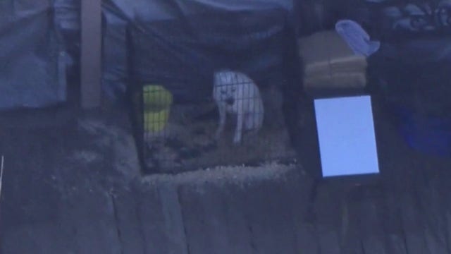 LA County animal shelters launch Sunday adoption events to clear critical space following massive seizure