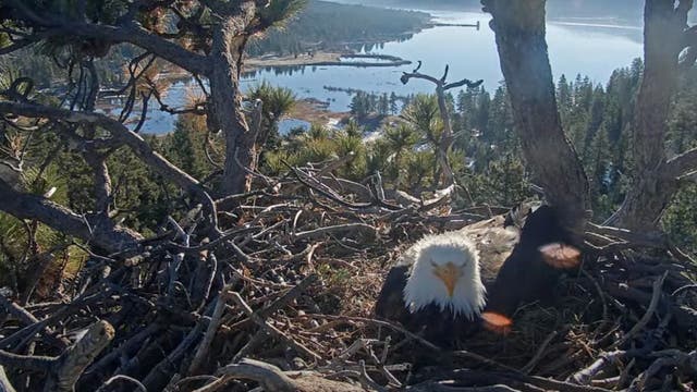 Big Bear bald eagles live cam: Jackie and Shadow welcome 2nd egg of new clutch after raven attack