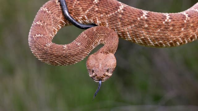 2nd rattlesnake bite death reported in Southern California amid early spring surge