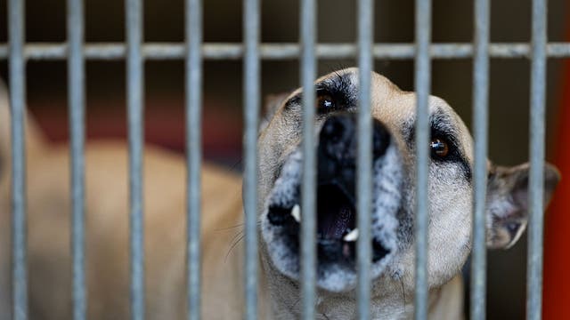 Mother dies shielding her child from three dogs