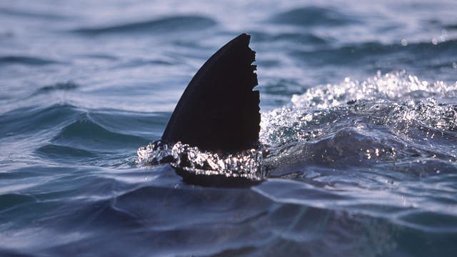 8-foot great white shark seen circling surfer in Newport Beach
