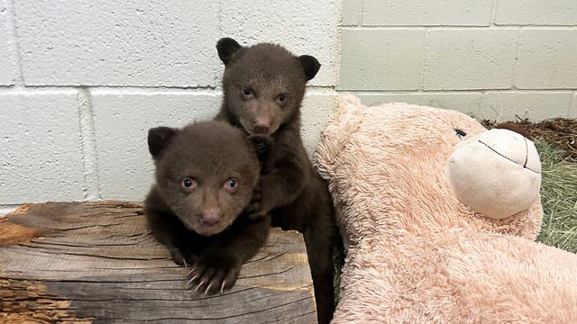 Orphaned Monrovia bear cubs moved to San Diego wildlife center after mother euthanized