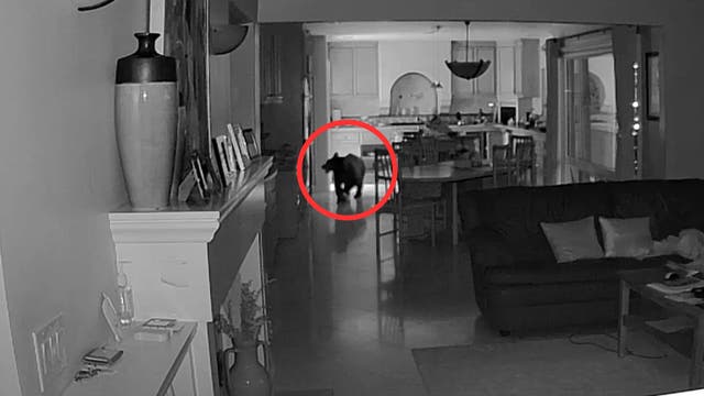 'Surreal' security footage captures young bear rummaging through Claremont kitchen