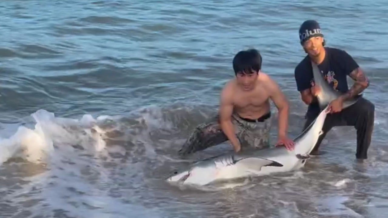 CAUGHT ON CAMERA: Fisherman reels in great white shark at Hermosa Beach Pier