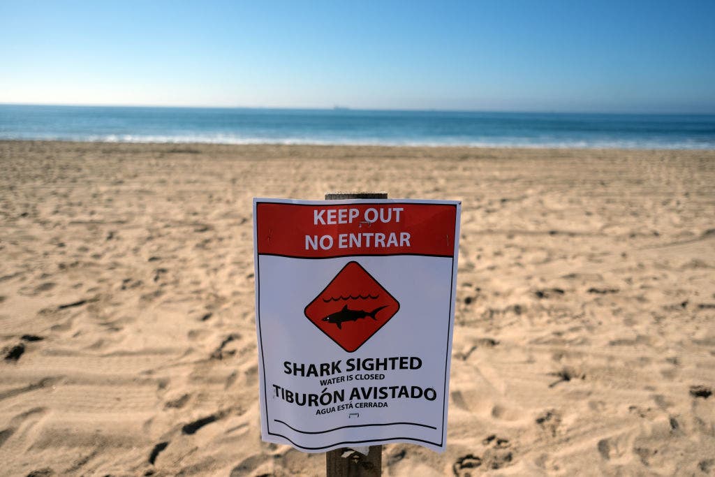 Huntington Beach shoreline closed following 'aggressive' great white shark activity