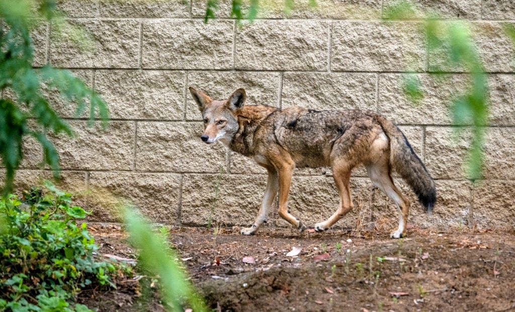 3-year-old bitten twice by 'repeat offender' coyote in Carson attack