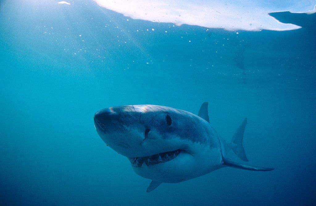 Vans Jack’s Surfboards Pro on hold after shark sighting in Huntington Beach