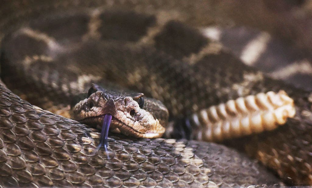 6th rattlesnake bite in 30 days triggers safety warning in Ventura County