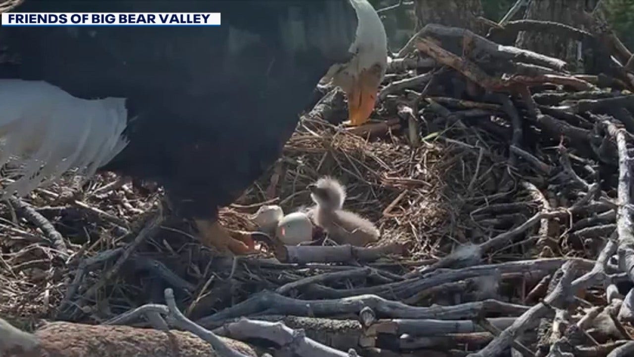 Help name Jackie and Shadow's new Big Bear eaglets: Naming contest now open