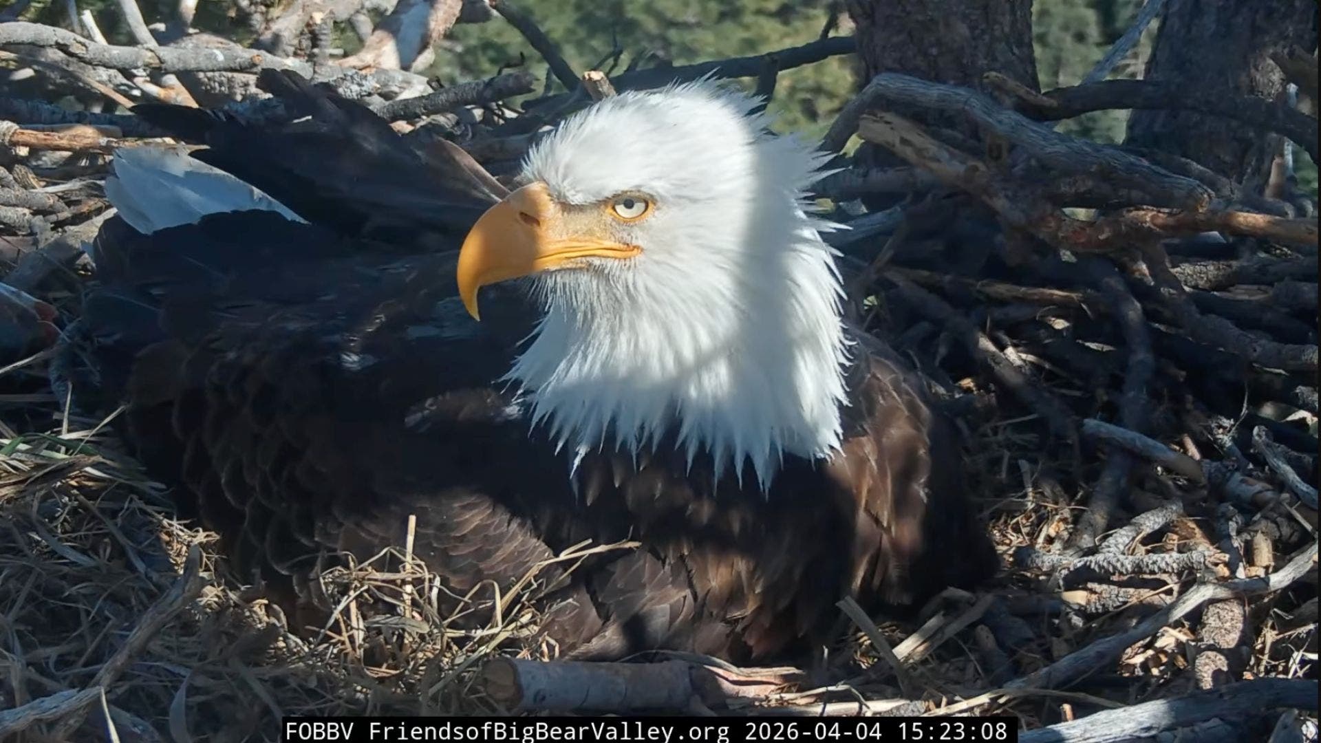 Hatching begins! Big Bear's Jackie and Shadow welcome first signs of chicks