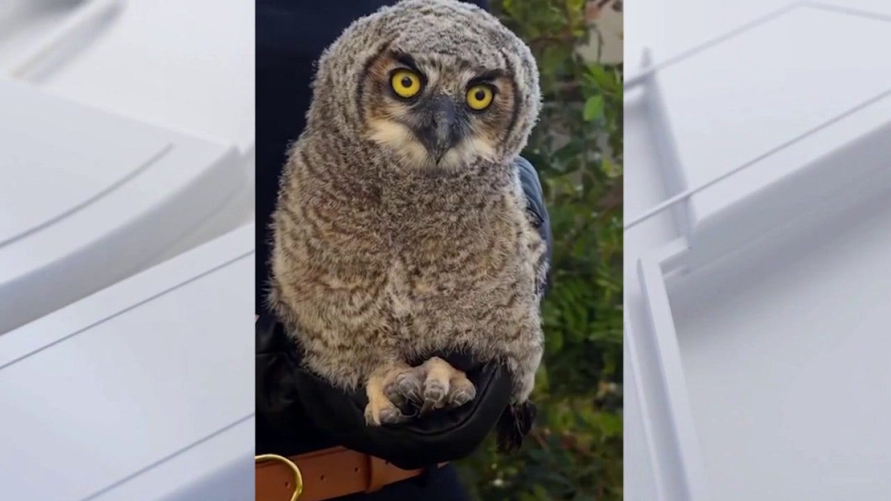 Redondo Beach wildlife alert: Why you should leave grounded owl fledglings alone