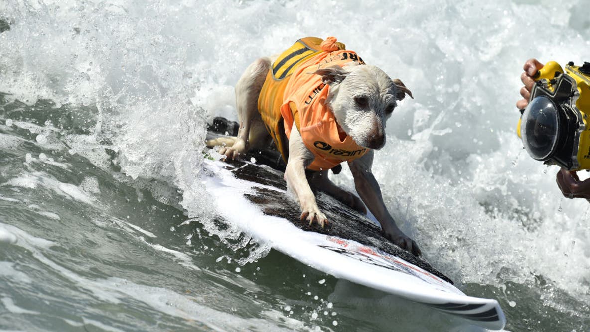 Sugar the surfing dog, beloved wave-riding champion and therapy hero, dies at 16