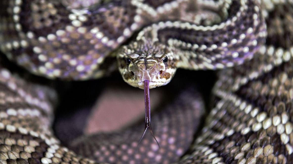 California reports 3rd rattlesnake death as record heat triggers aggressive season