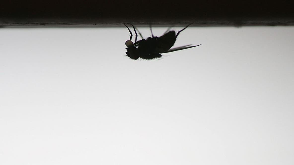 California officials warn of increase in tiny black flies known for painful bites