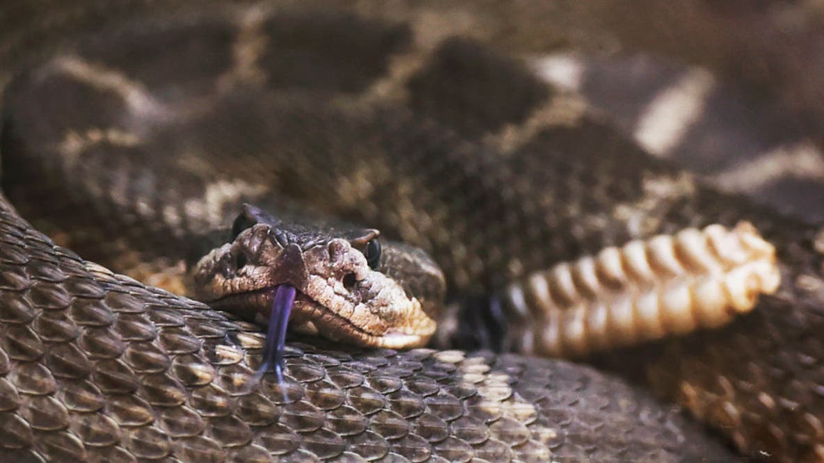 6th rattlesnake bite in 30 days triggers safety warning in Ventura County