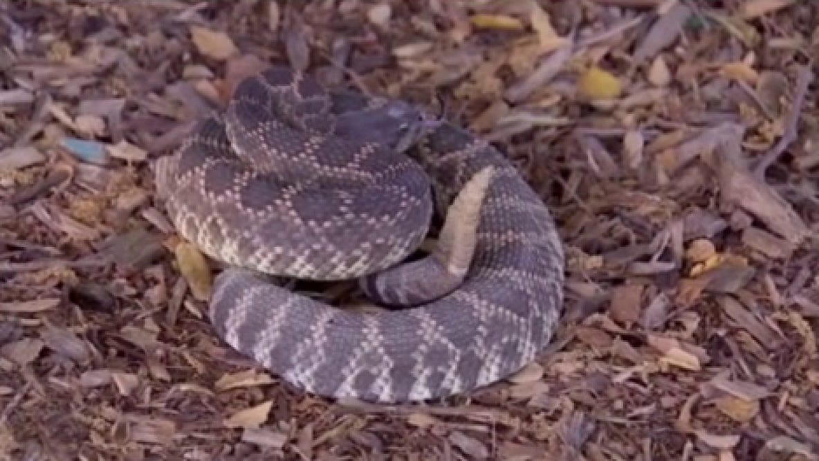 These are the top rattlesnake hot spots in Southern California: LIST