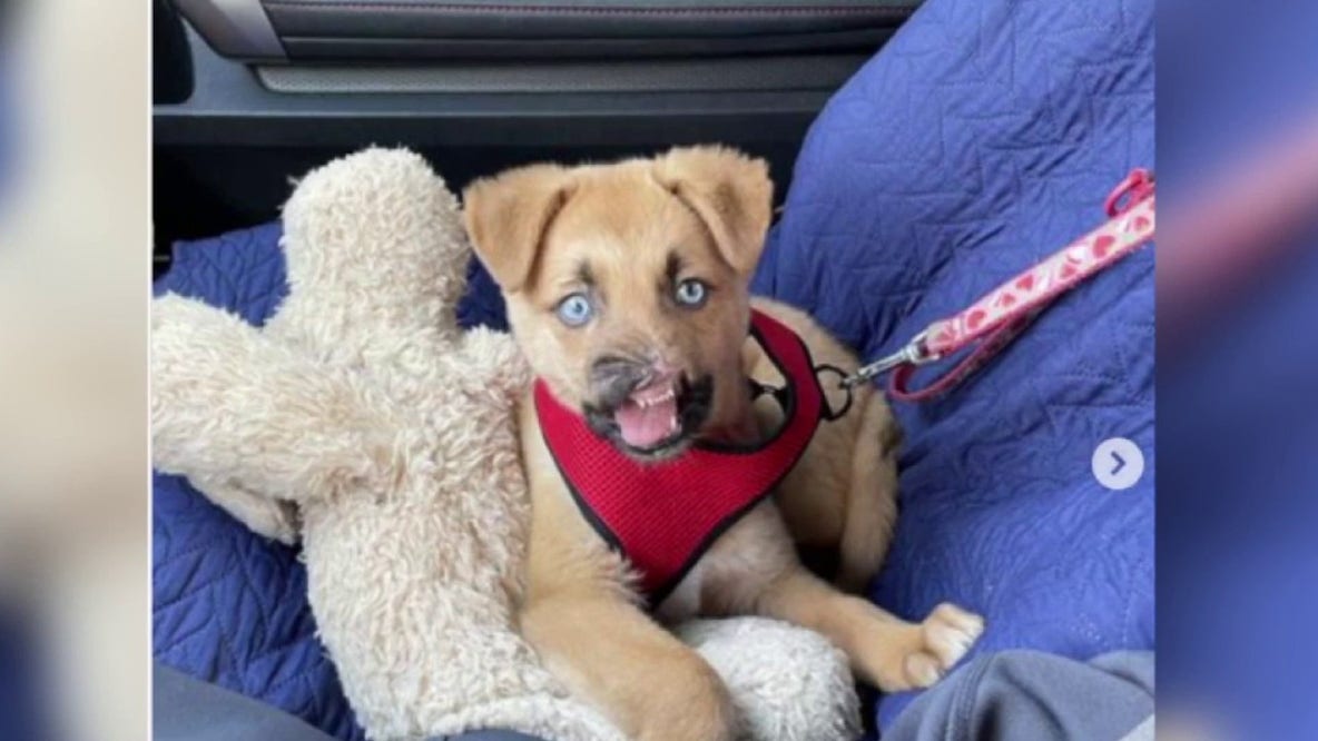 From trauma to triumph: Peanut the resilient pup now up for adoption