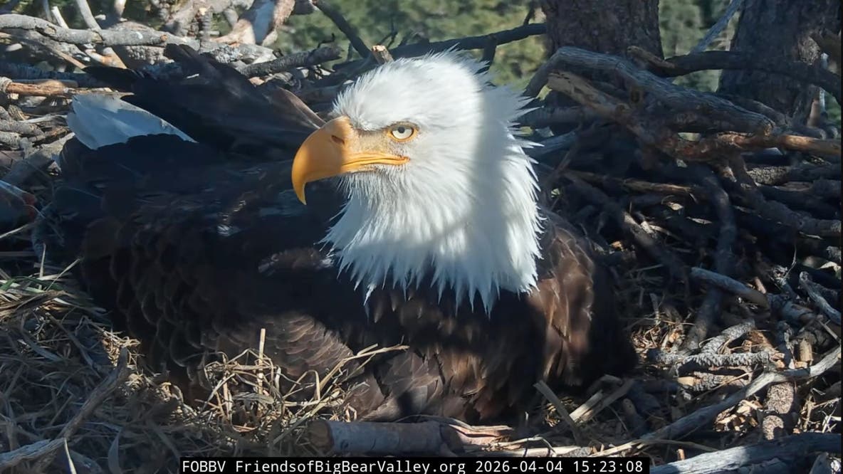 Hatching begins! Big Bear's Jackie and Shadow welcome first signs of chicks