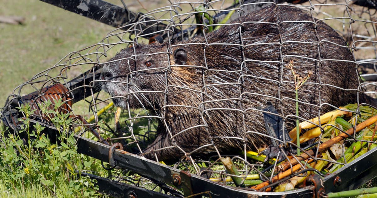 DNA proves California's rodent invasion was assisted by humans