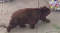 Large bear roams around Fillmore neighborhood