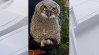 Redondo Beach wildlife alert: Why you should leave grounded owl fledglings alone