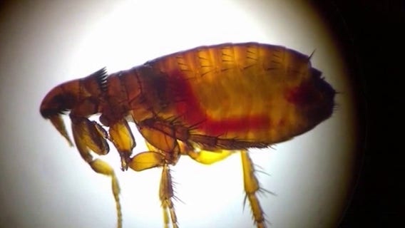 LA County reports record typhus outbreak; 90% hospitalized