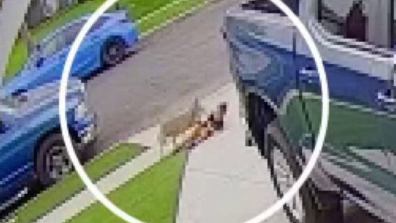 4-year-old bitten twice by 'repeat offender' coyote in Carson attack