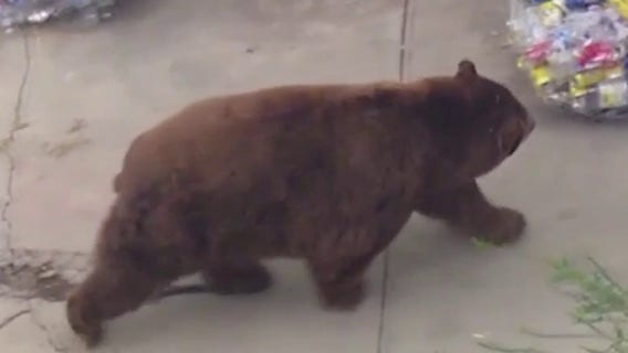 Large bear roams around Fillmore neighborhood