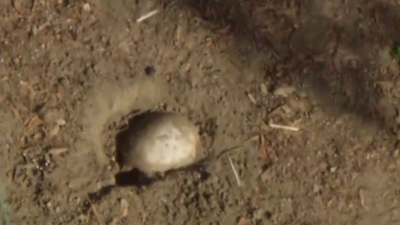 Human skull discovered during children's Easter egg hunt at Long Beach park