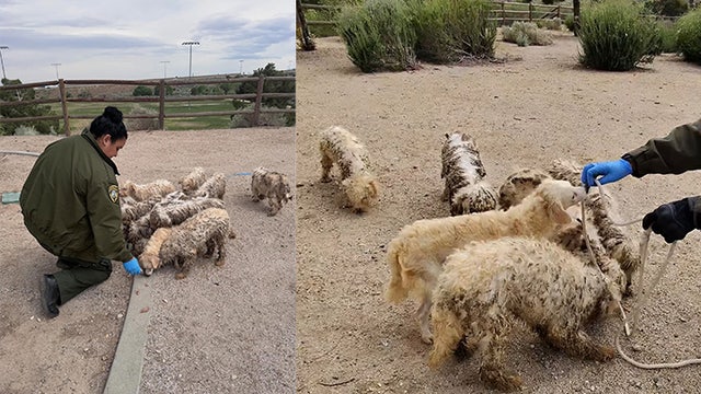 16 dogs rescued after being left abandoned at Palmdale park