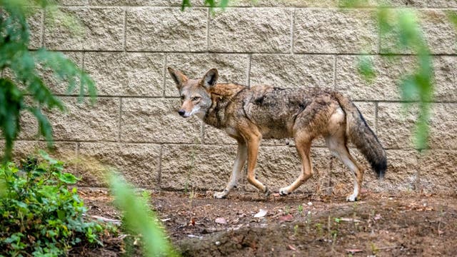 3-year-old bitten twice by 'repeat offender' coyote in Carson attack