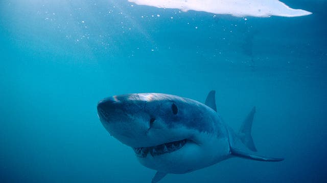 Shark sighting in Huntington Beach pauses popular surfing competition