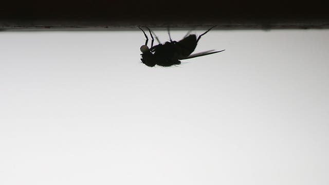 California officials warn of increase in tiny black flies known for painful bites