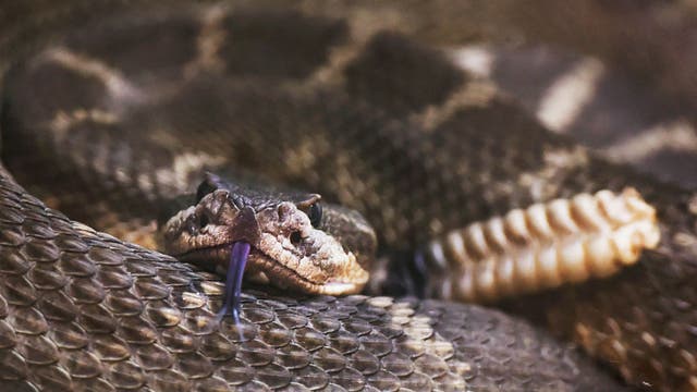 6th rattlesnake bite in 30 days triggers safety warning in Ventura County