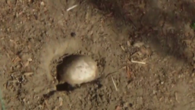 Human skull discovered during children's Easter egg hunt at Long Beach park