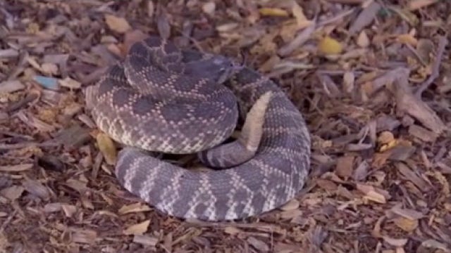 Here's where you are most likely to encounter a rattlesnake in Southern California: report