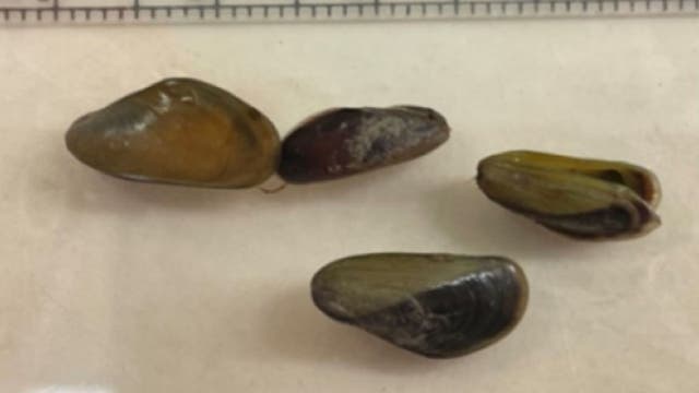 California county declares emergency over 'out of control' invasive species