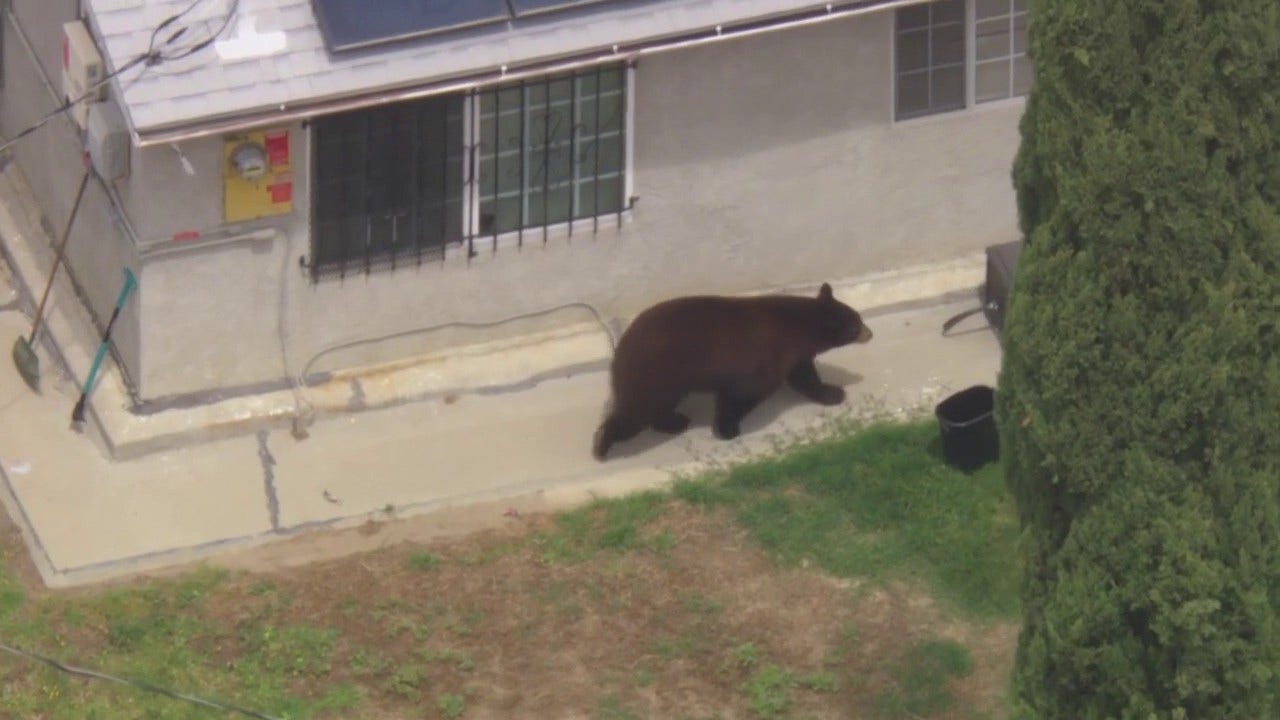LIVE: Bear roaming San Fernando Valley neighborhood