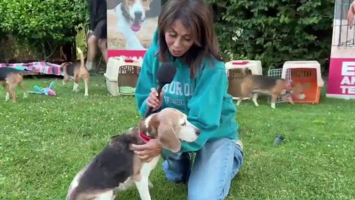 Rescued beagles travel from Wisconsin to forever homes in Los Angeles