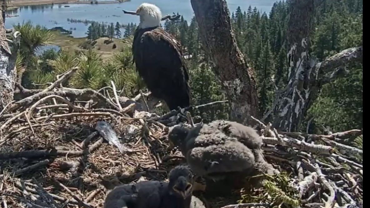 Big Bear eagle chicks new names revealed