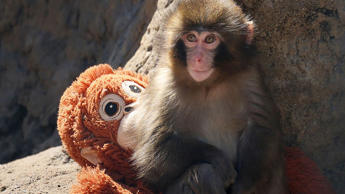 American tourists arrested in Japan after alleged break-in at viral monkey Punch's enclosure