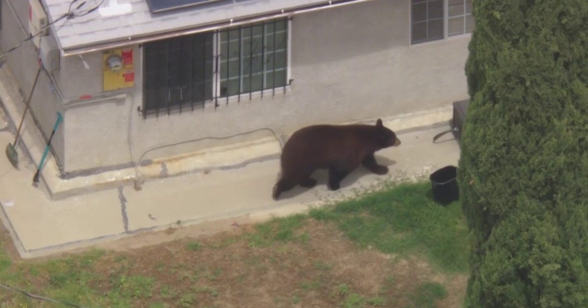 Bear tranquilized after roaming San Fernando Valley neighborhood