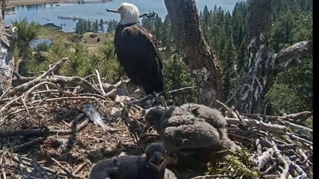 Big Bear eagle chicks new names revealed