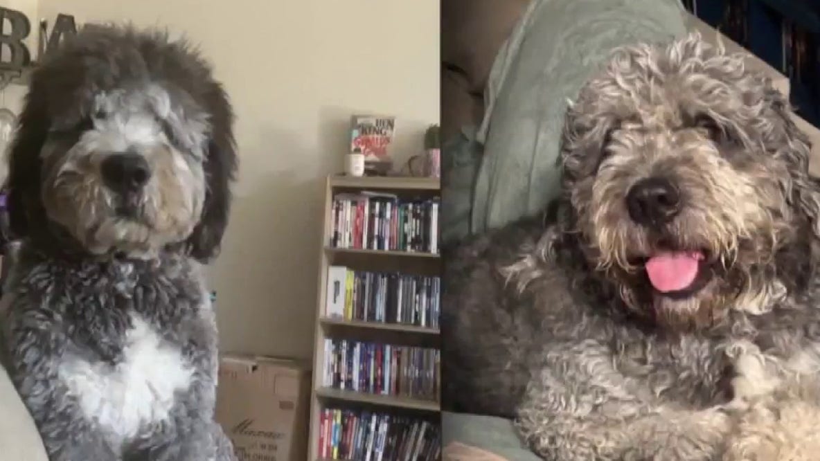 Fatal dog shooting: Activists call for the LAPD to release body cam footage